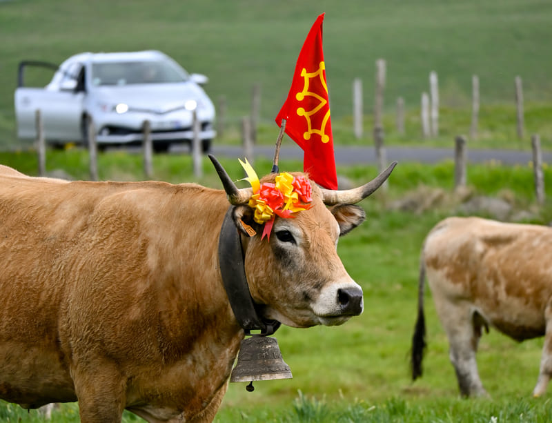 vache_aubrac
